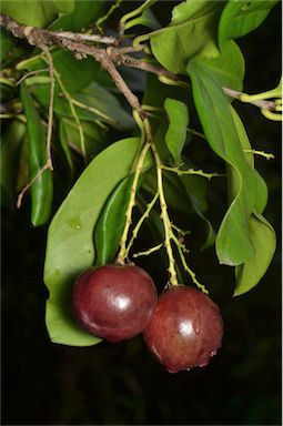 APII jpeg image of Corynocarpus rupestris subsp. arborescens  © contact APII