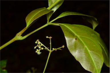 APII jpeg image of Cissus sterculiifolia  © contact APII