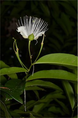 APII jpeg image of Capparis arborea  © contact APII