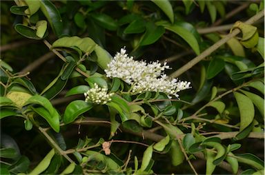 APII jpeg image of Ligustrum sinense  © contact APII