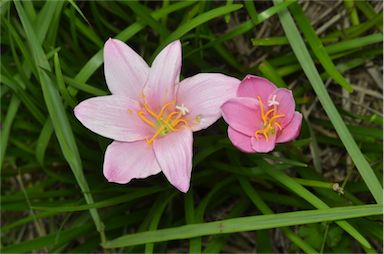 APII jpeg image of Zephyranthes carinata  © contact APII