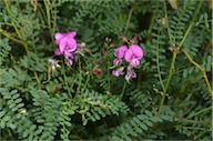 Grevillea baueri