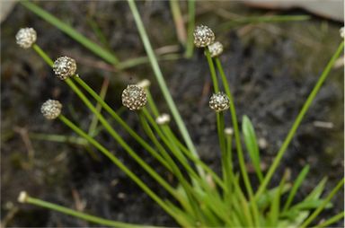 APII jpeg image of Eriocaulon scariosum  © contact APII