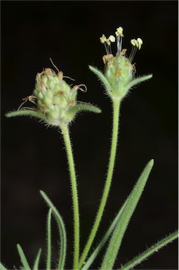 APII jpeg image of Plantago arenaria  © contact APII