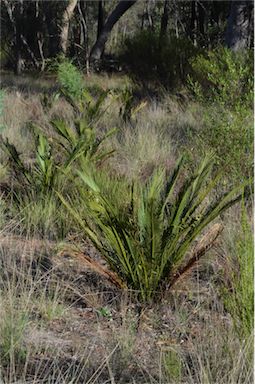 APII jpeg image of Macrozamia polymorpha  © contact APII