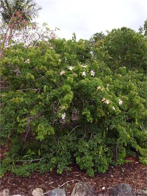 APII jpeg image of Bauhinia hookeri  © contact APII