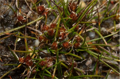 APII jpeg image of Juncus thompsonianus  © contact APII