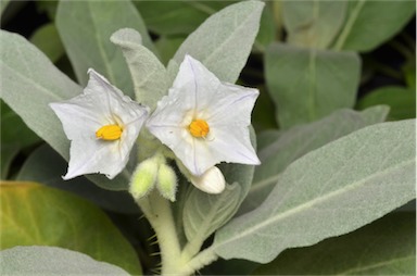 APII jpeg image of Solanum lasiophyllum  © contact APII