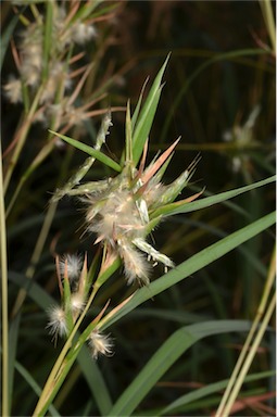 APII jpeg image of Cymbopogon obtectus  © contact APII