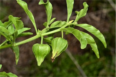 APII jpeg image of Physalis hederifolia  © contact APII