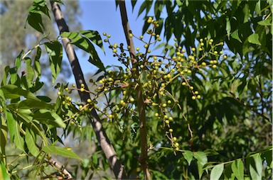 APII jpeg image of Pistacia chinensis  © contact APII