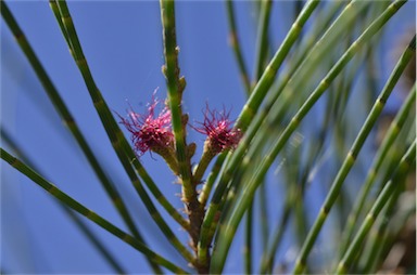 APII jpeg image of Casuarina cunninghamiana  © contact APII