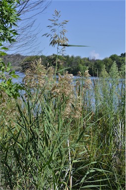 APII jpeg image of Phragmites australis  © contact APII