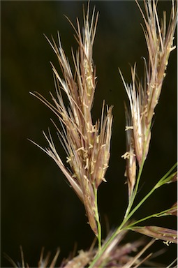 APII jpeg image of Phragmites australis  © contact APII