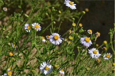 APII jpeg image of Olearia stuartii  © contact APII