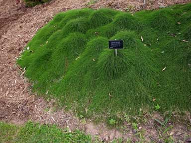 APII jpeg image of Casuarina glauca 'Cousin It'  © contact APII