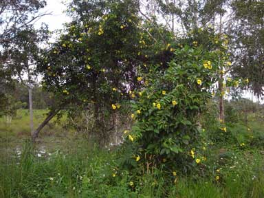 APII jpeg image of Allamanda cathartica  © contact APII