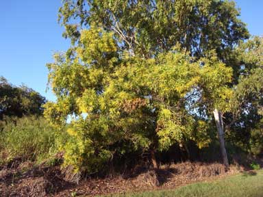 APII jpeg image of Acacia auriculiformis  © contact APII