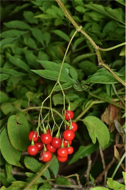 APII jpeg image of Solanum seaforthianum  © contact APII