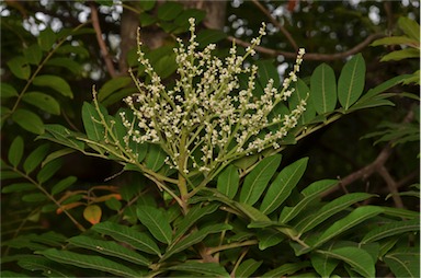 APII jpeg image of Rhus taitensis  © contact APII