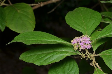 APII jpeg image of Callicarpa brevistyla  © contact APII