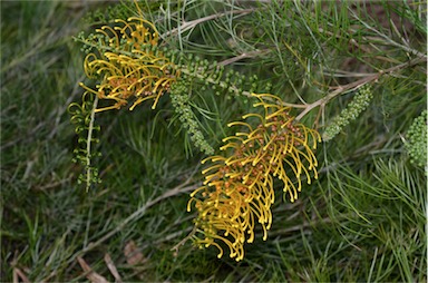 APII jpeg image of Grevillea 'Cooroora Cascade'  © contact APII