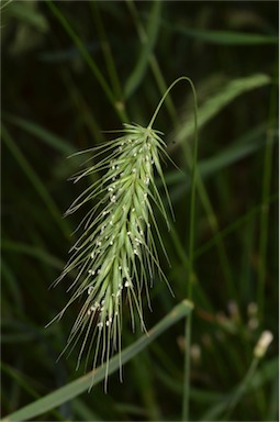 APII jpeg image of Echinopogon nutans  © contact APII