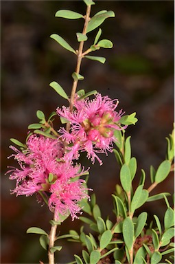 APII jpeg image of Melaleuca thymifolia 'Cotton Candy'  © contact APII