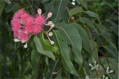 APII jpeg image of Corymbia ptychocarpa  © contact APII