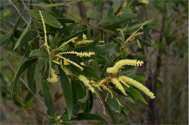 APII jpeg image of Acacia leptocarpa  © contact APII