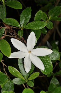 APII jpeg image of Gardenia scabrella  © contact APII