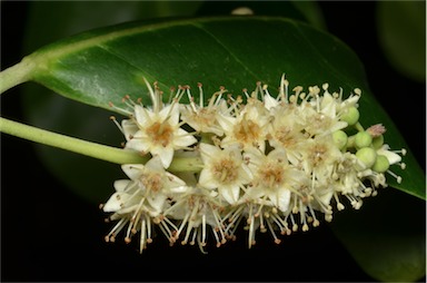 APII jpeg image of Terminalia melanocarpa  © contact APII