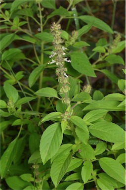 APII jpeg image of Ocimum basilicum  © contact APII