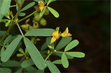 APII jpeg image of Crotalaria medicaginea var. neglecta  © contact APII