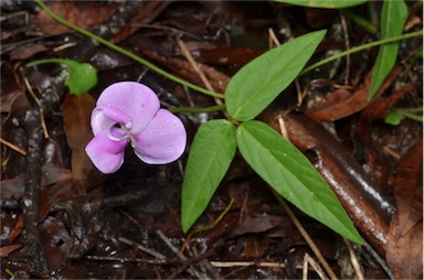 APII jpeg image of Vigna vexillata var. youngiana  © contact APII