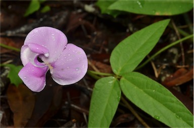 APII jpeg image of Vigna vexillata var. youngiana  © contact APII