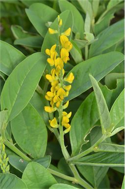 APII jpeg image of Crotalaria mitchellii subsp. mitchellii  © contact APII