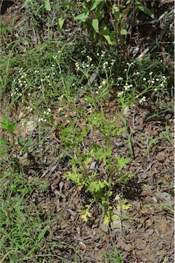 APII jpeg image of Parthenium hysterophorus  © contact APII