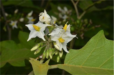 APII jpeg image of Solanum torvum  © contact APII