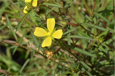 APII jpeg image of Ludwigia octovalvis  © contact APII