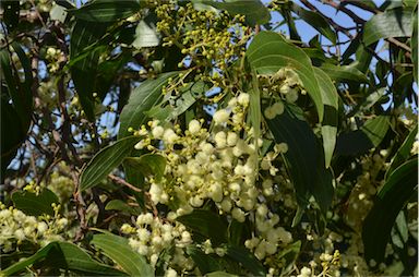 APII jpeg image of Acacia flavescens  © contact APII