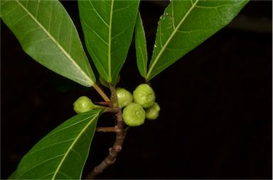 APII jpeg image of Ficus adenosperma  © contact APII