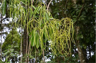 APII jpeg image of Alstonia scholaris  © contact APII