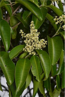 APII jpeg image of Geijera salicifolia  © contact APII