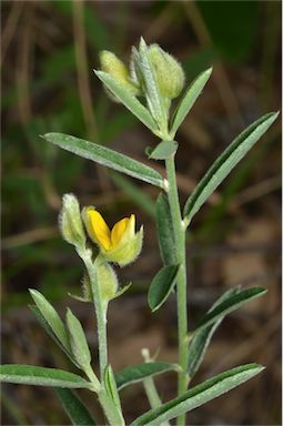 APII jpeg image of Crotalaria montana var. angustifolia  © contact APII