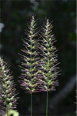 APII jpeg image of Setaria australiensis  © contact APII