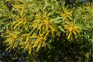 APII jpeg image of Acacia auriculiformis  © contact APII