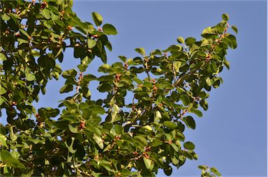 APII jpeg image of Ficus virens  © contact APII