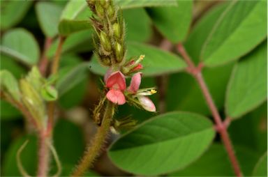 APII jpeg image of Indigofera hirsuta  © contact APII