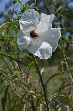 APII jpeg image of Hibiscus meraukensis  © contact APII